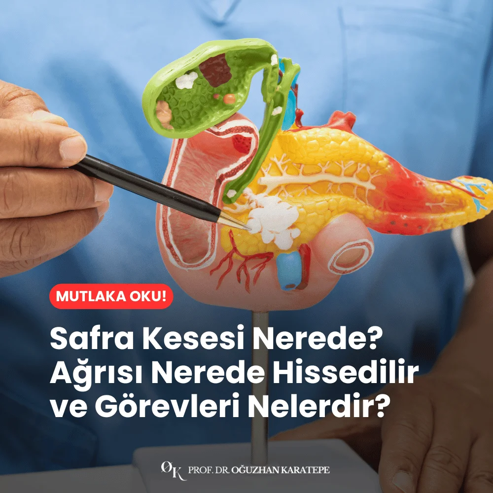 Safra Kesesi Nerede Görevleri Neler