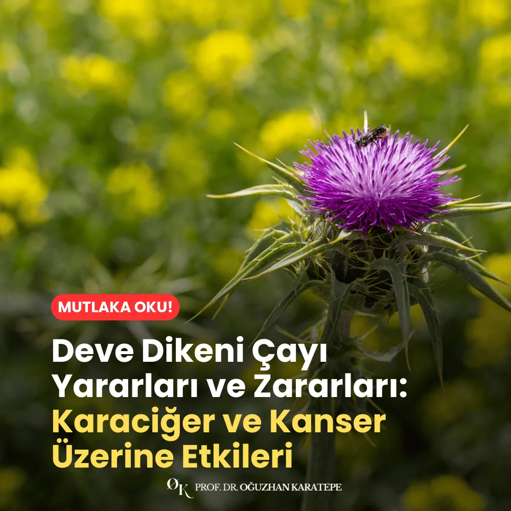 Deve Dikeni Çayı Yararları ve Zararları