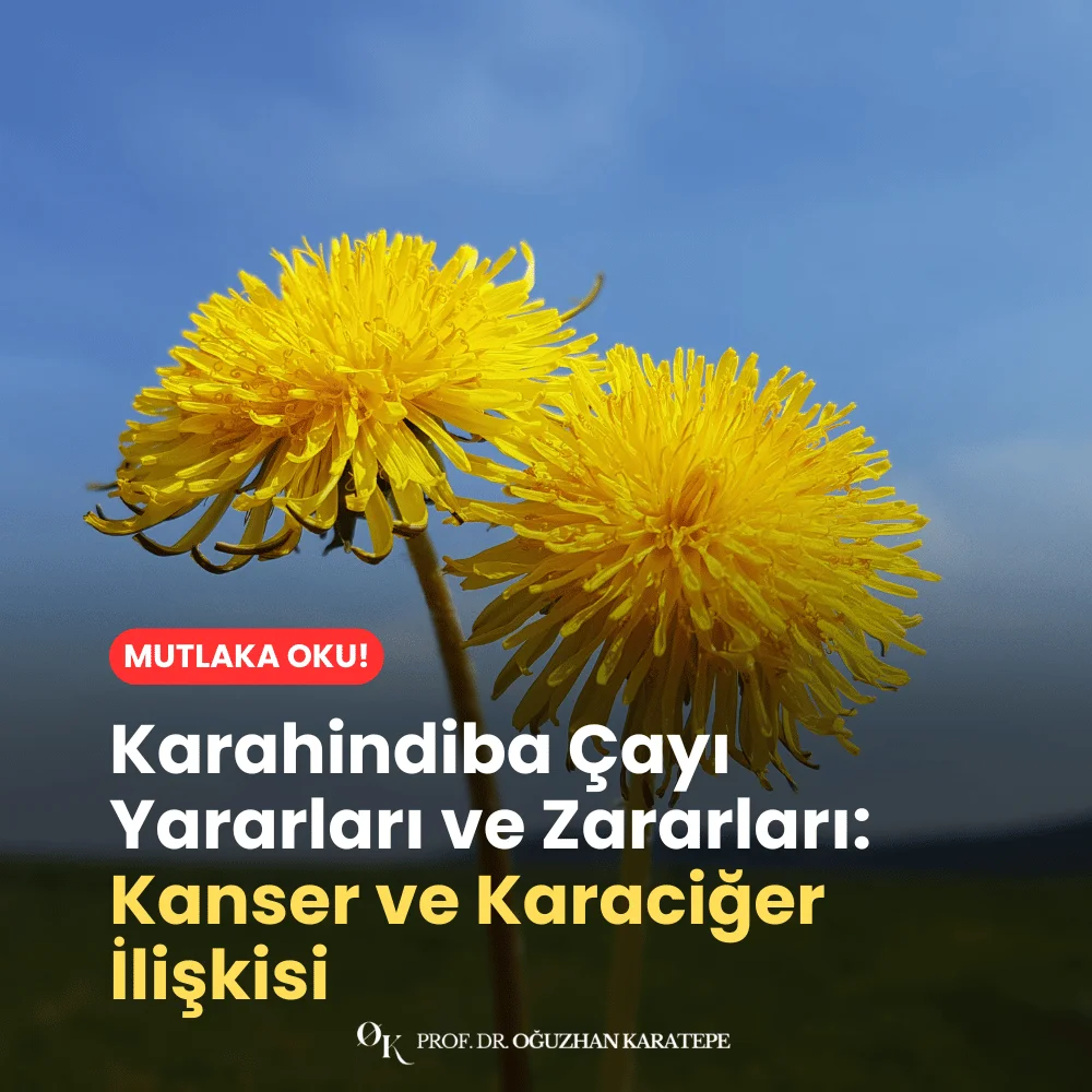 Karahindiba Çayı Yararları ve Zararları